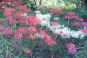 Higanbana-103.jpg
