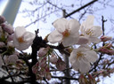 sakura-33.jpg