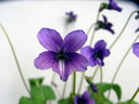 sumire-21.jpg