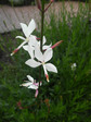 P1010156-4.jpg